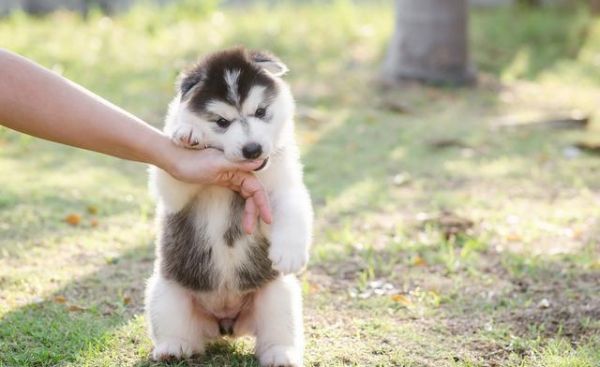 避免让狗狗成为“嘴尖牙利”的恶犬，合理训练啃咬控制力至关重要