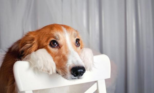 避免让狗狗成为“嘴尖牙利”的恶犬，合理训练啃咬控制力至关重要