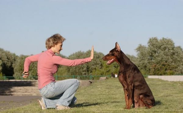 避免让狗狗成为“嘴尖牙利”的恶犬，合理训练啃咬控制力至关重要