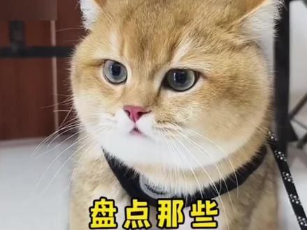 或许它们真的把自己当人了，成精了#小猫治愈世界 #萌宠出道计划 #猫咪 #有猫的评论区都在被治愈 #小猫咪治愈视频