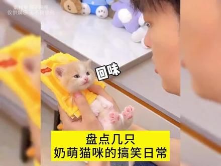 #萌宠出道计划 #这小猫还是太全面了 #这就是被小猫选中的感觉吧 #左滑听小猫叫 #猫咪