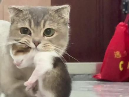 出门给我叼了个孩子回来#猫咪 #笨蛋小猫 #猫咪 #记录猫咪日常