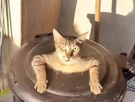 小猫#记录猫咪日常 #人与动物和谐共处 #猫咪的迷惑行为 #动起来就是有机生活