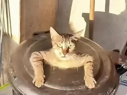 那些听懂人话的猫咪，会吵架，会喊妈#猫咪 #搞笑 #猫咪的迷惑行为