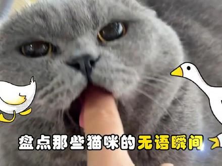 #喵星人的下一秒永远超出你的想象 #萌到爆炸了 #被萌宠治愈的那些时刻 #猫猫的心思全写在脸上了 #看最幼稚的动画明白最深的道理