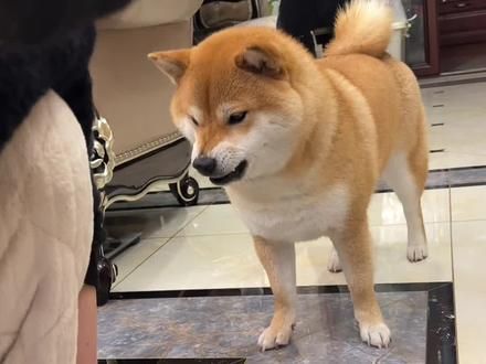 柴犬早就把你当父母啦,这些表现你感受到了吗#柴犬 #柴柴日常 #狗狗的心思都写在脸上了 #养狗经验分享 #新手养狗