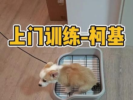 上门训练柯基定点大小便--包教会 #柯基 #武汉上门训犬 #室内定点大小便 #新手养狗 #萌宠出道计划