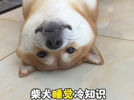 柴犬睡觉冷知识,你家柴犬每天要睡多久呢#柴犬 #新手养狗 #柴柴日常 #养狗经验分享 #狗狗