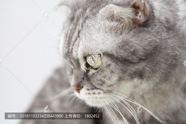 宠物猫咪