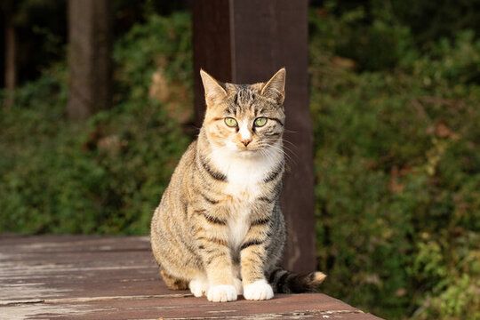 坐着的小花猫