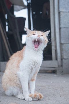 猫咪