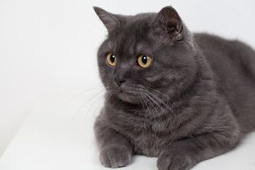 宠物蓝猫