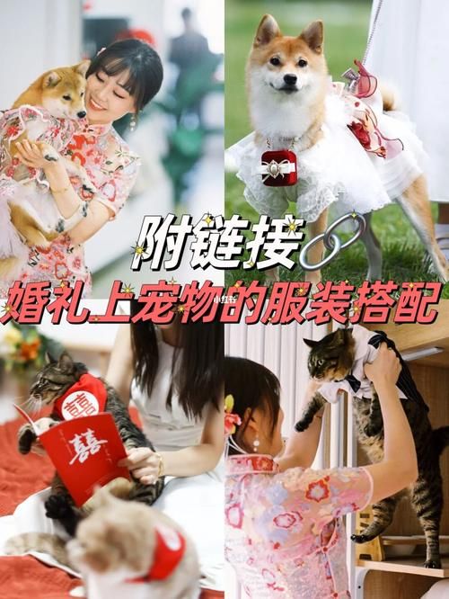 宠物婚礼服装设计方案大全_宠物婚礼服装设计方案大全图片