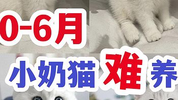 幼猫怎么养？养猫五年资深铲屎官，无私献上私藏的幼猫喂养攻略