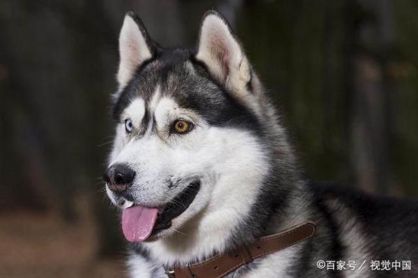 什么狗不咬人？十大最温顺不会咬人的狗！猜猜什么狗好养不咬人？