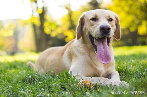 什么狗不咬人？十大最温顺不会咬人的狗！猜猜什么狗好养不咬人？