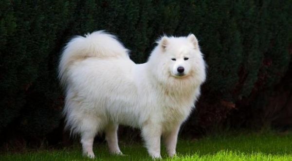 什么狗不咬人？十大最温顺不会咬人的狗！猜猜什么狗好养不咬人？