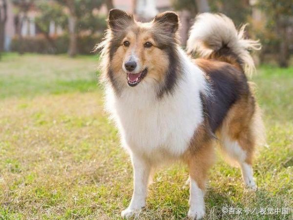 什么狗不咬人？十大最温顺不会咬人的狗！猜猜什么狗好养不咬人？