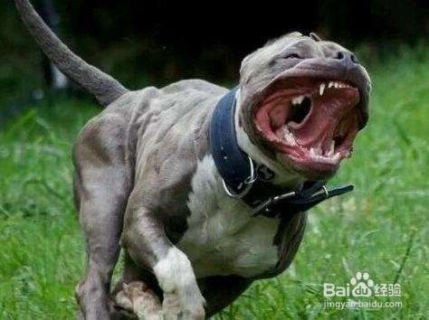 怎么训练 狗狗不咬人