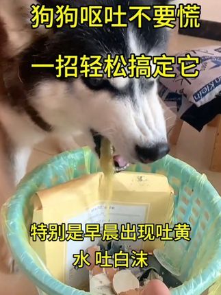 狗狗呕吐不要慌,一招教你轻松搞定#科学养宠攻略 #养狗经验分享