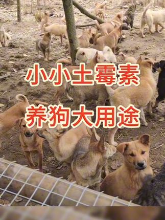 土霉素在养狗中的妙用#养狗经验分享 #新手养狗 #狗狗 #肉狗养殖 @抖音最火 @抖音流量扶持
