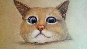 如何判断猫咪是否健康