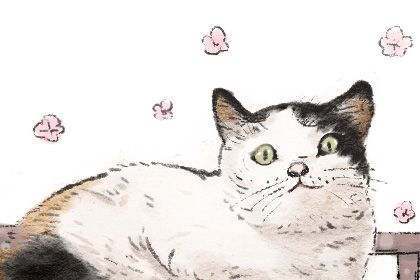 宠物猫名字可爱洋气 有创意的猫咪名字