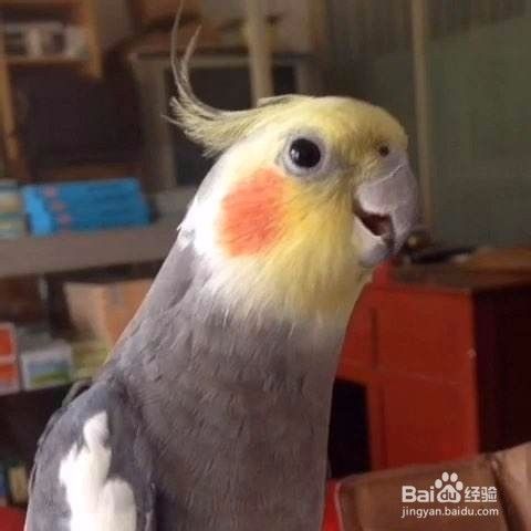 玄凤鹦鹉手养技巧