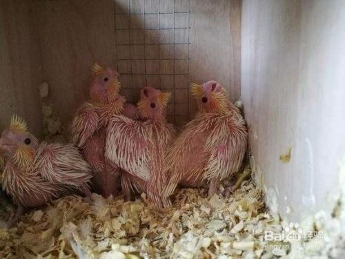 玄凤鹦鹉手养技巧