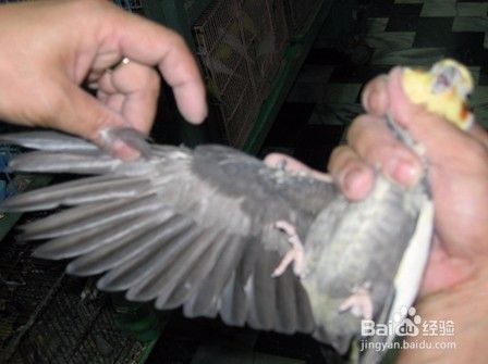 玄凤鹦鹉的公母！