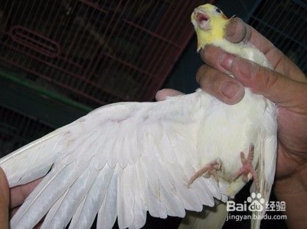 玄凤鹦鹉的公母！