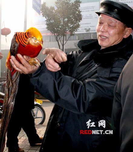 湘西红腹锦鸡飞下餐桌成宠物