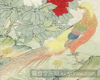 工笔画教程怎么画红腹锦鸡