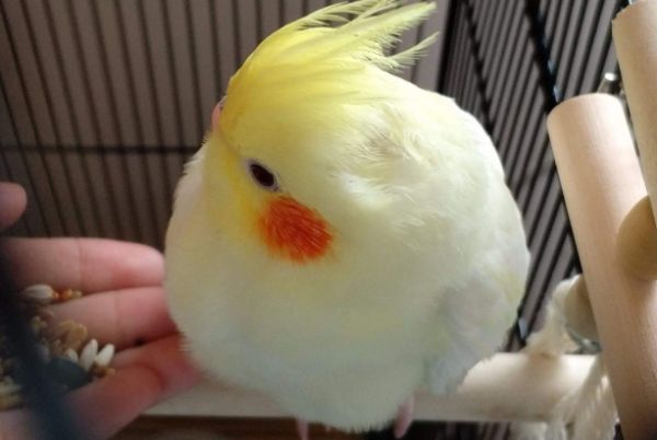 玄凤鹦鹉饲养.png