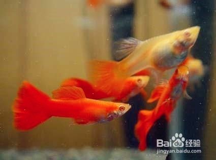 孔雀鱼是如何交配的