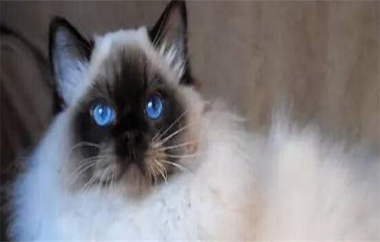 ​猫咪咬人的原因