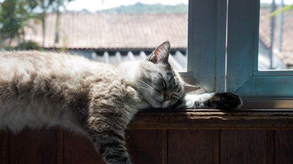 cat