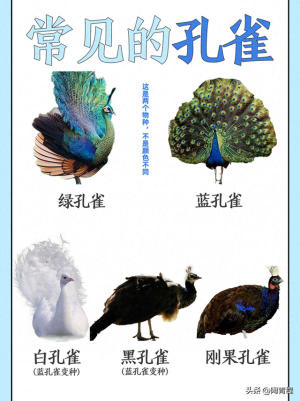 常见的孔雀赏析，在家养孔雀是一种怎样的体验？