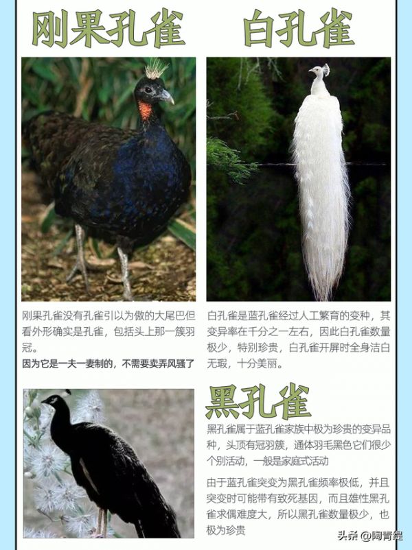 常见的孔雀赏析，在家养孔雀是一种怎样的体验？
