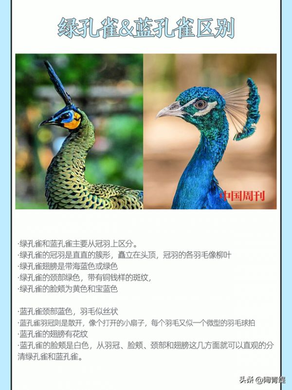 常见的孔雀赏析，在家养孔雀是一种怎样的体验？