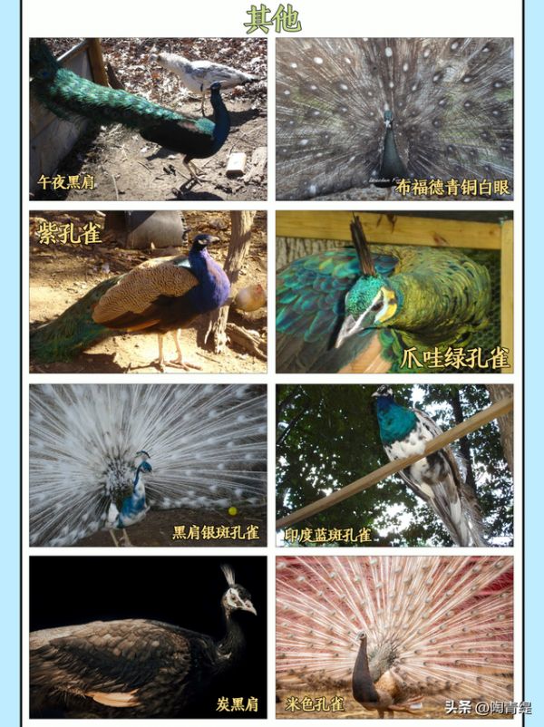 常见的孔雀赏析，在家养孔雀是一种怎样的体验？
