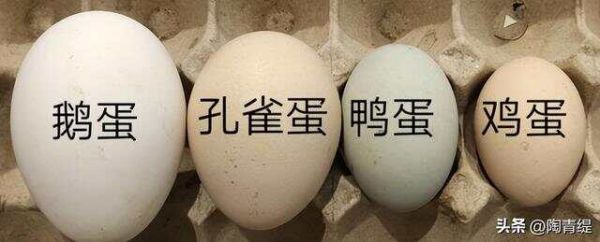 常见的孔雀赏析，在家养孔雀是一种怎样的体验？