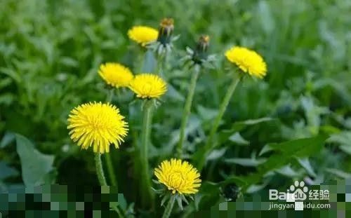 春季养生菜长寿的秘诀