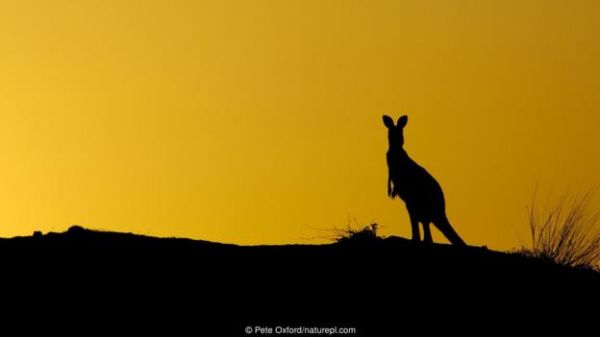 东部灰大袋鼠（学名：Macropus giganteus）