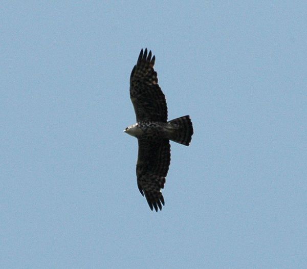 艾氏隼雕 / Ayres's Hawk-Eagle / Hieraaetus ayresii