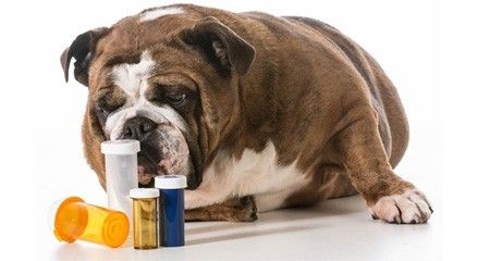 What preventative should my pet receive?
