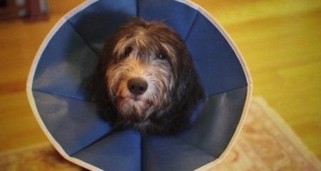Should I spay or neuter my pet?