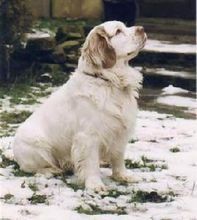 克伦伯犬