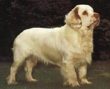 克伦伯犬