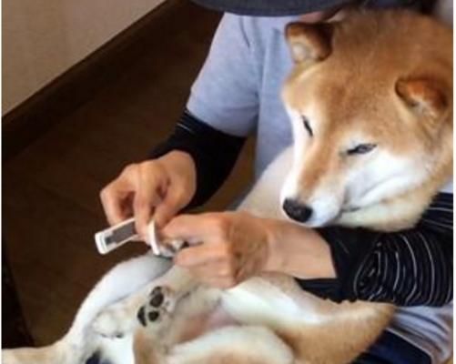 如何为你的柴犬剪指甲（宠物护理技巧，让柴犬更健康）